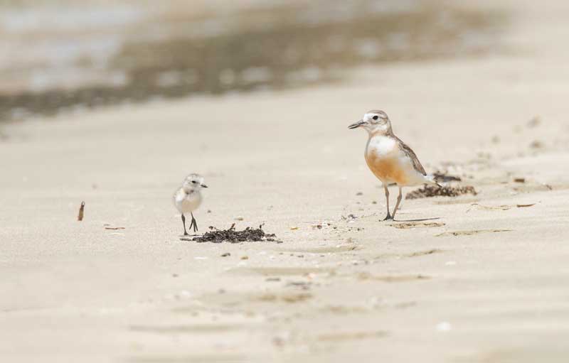 Dotterel: about 2,000 left