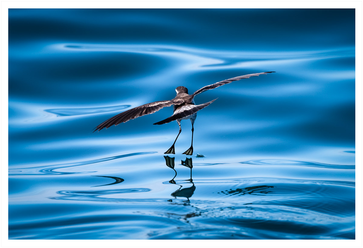 fairy-tern.jpg