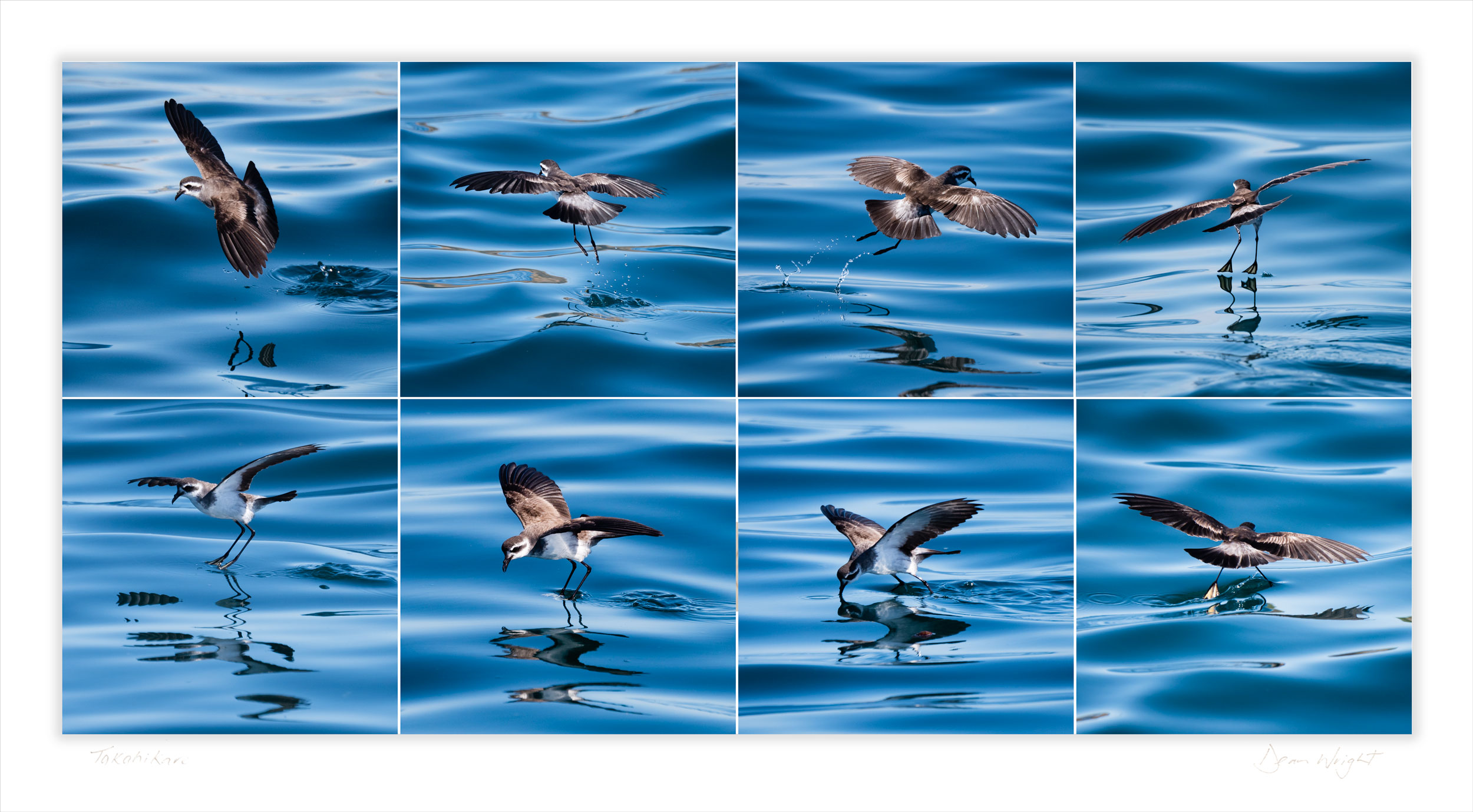 photography print nz seabird storm petrel