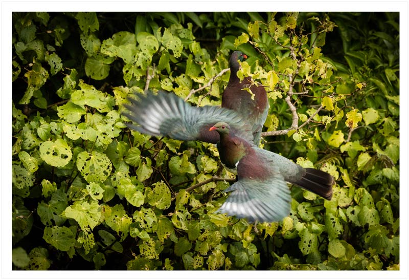 New Zealand native birds stock photography