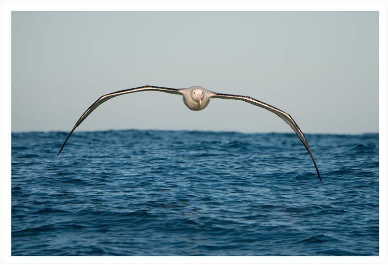 New Zealand seabirds stock photography