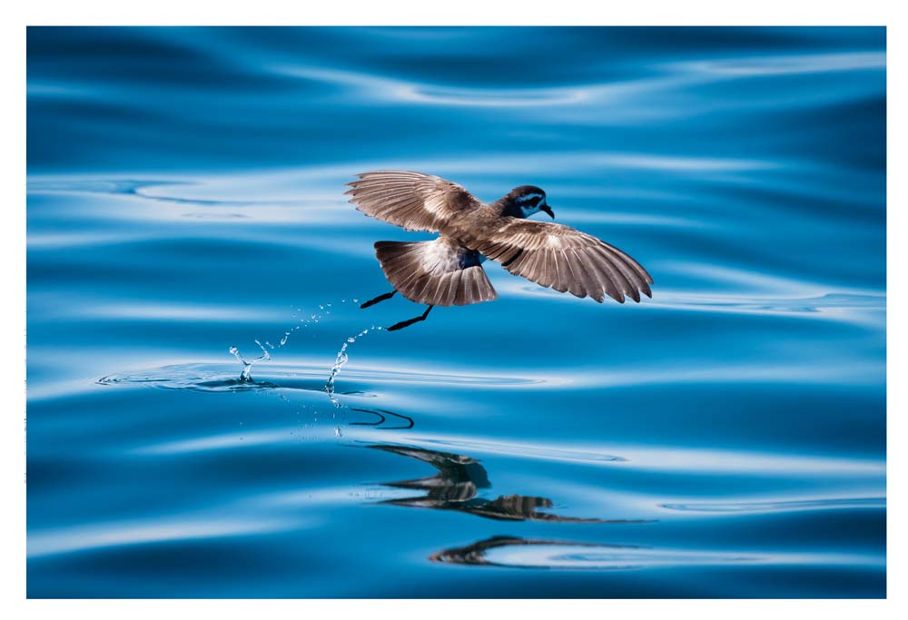 Takahikare Moana - White Faced Storm Petrel