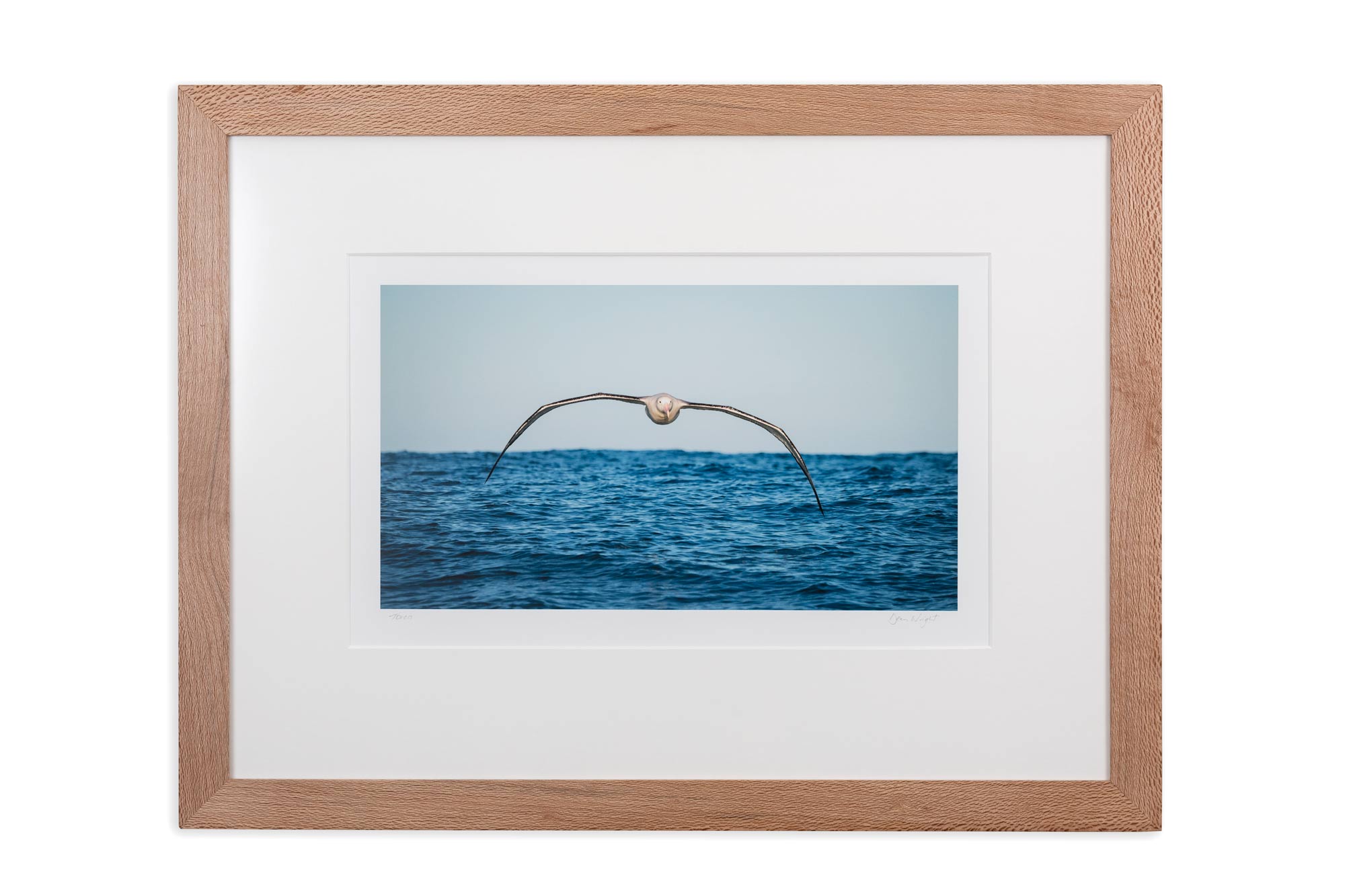 Framed Toroa - Wandering Albatross