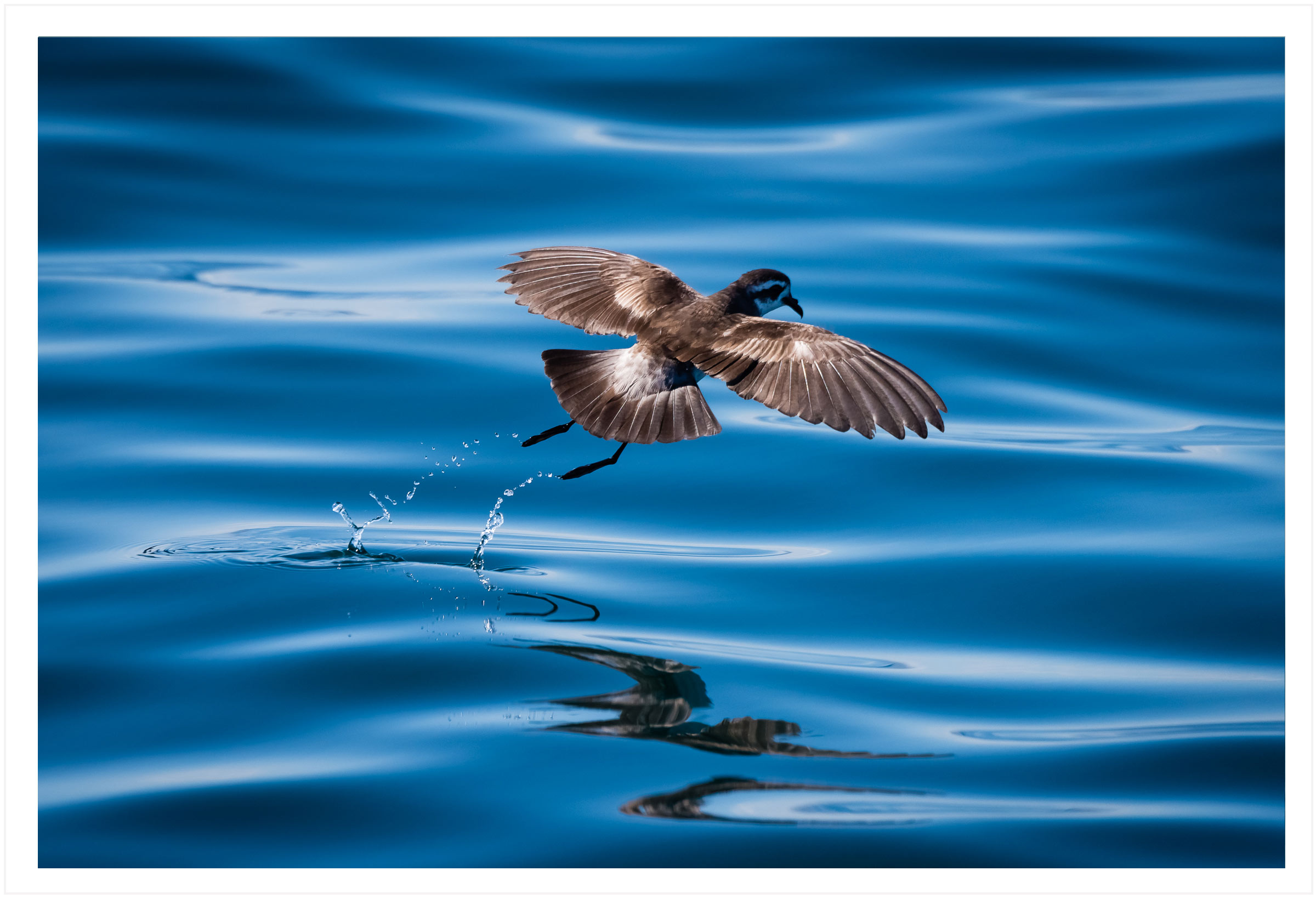 White faced storm petrel